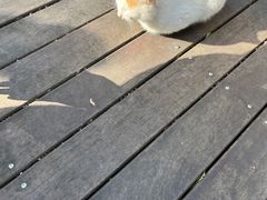 -普陀山慧济禅寺