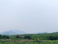 -光明小镇欢乐田园