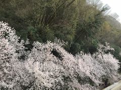 -武汉大学-樱园