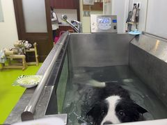-美联众合动物医院·24h转诊中心