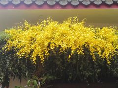 -深圳仙湖植物园