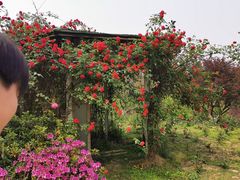 -秀丽东方