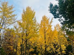 -昆山城市生态森林公园