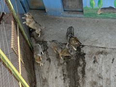 -青藏高原野生动物园