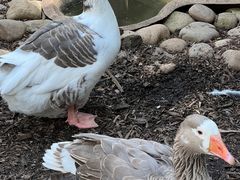 -费瑟代尔野生动物园