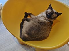 -藏猫猫咖啡主题馆(中央大道店)