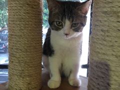 -more than meow吴止猫主题餐厅(承德 中船汇店)