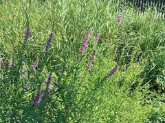 -白水寺森林公园