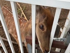 -丽泽山庄·生态怀柔菜·虹鳟鱼(红螺寺店)