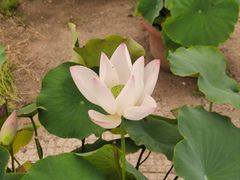 -莲花池公园