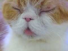 -喵园·猫主题咖啡厅·撸猫·猫咖(国贸店)