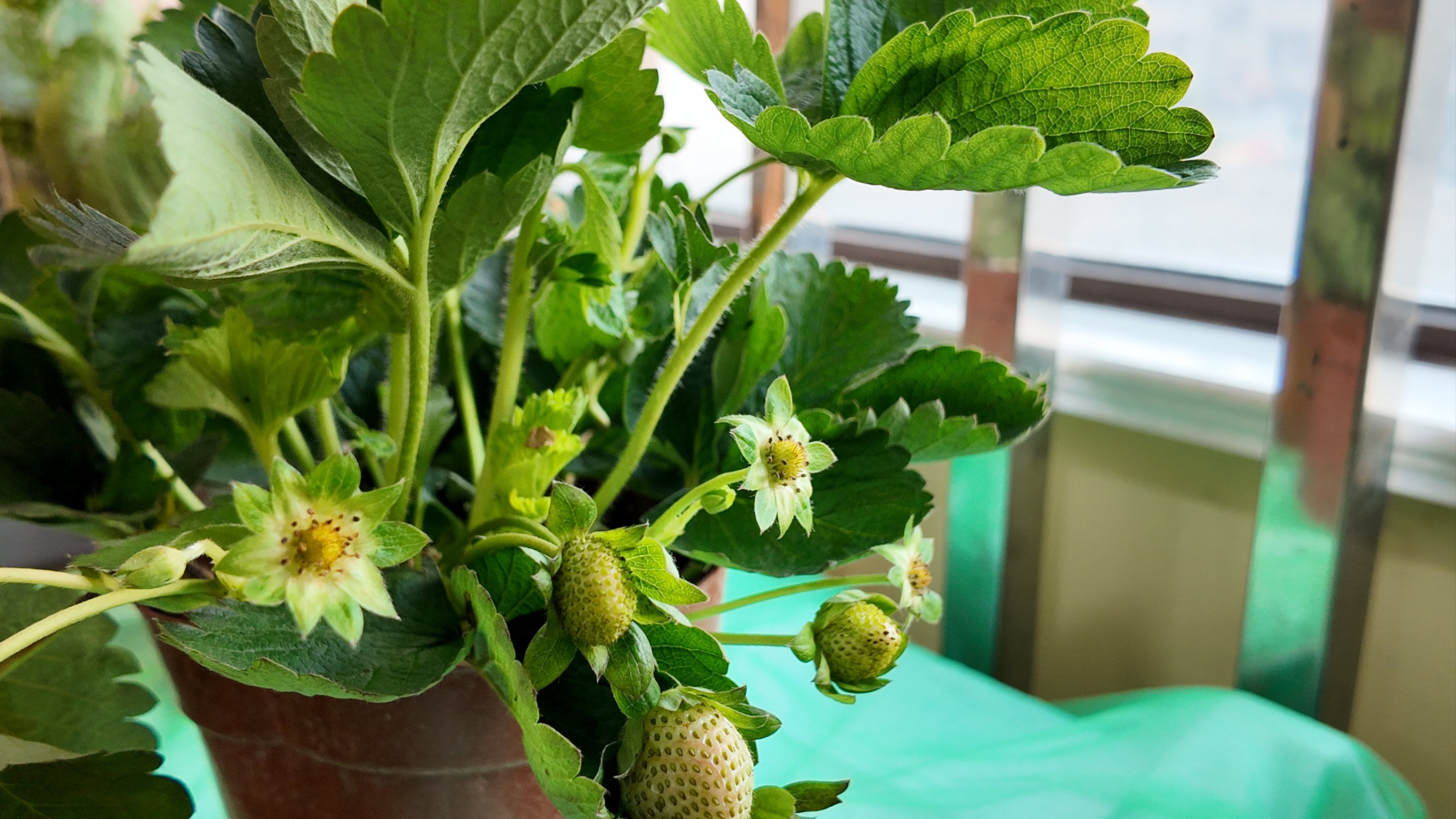 coco这个奶茶巨好喝