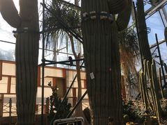 -北京植物园-展览温室