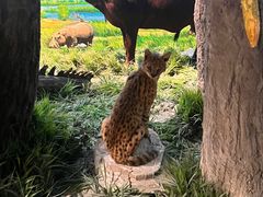 -国家自然博物馆