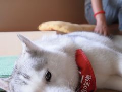 -Husky Go! 哈士奇体验馆·宠物咖啡厅狗咖