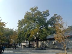 -京北渔家傲