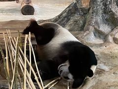 -海南热带野生动植物园