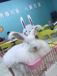 -萌兔星空蹦床撸兔馆