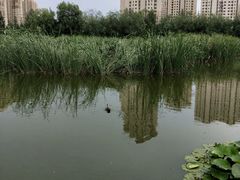 -前关湿地公园