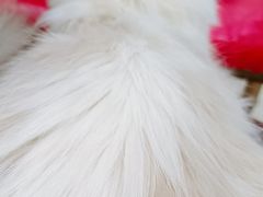 -猫咪咖啡店(新城大街店)