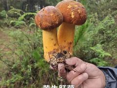 -野·大山里野生菌石锅土鸡(益田假日店)