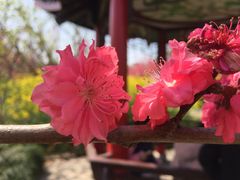 -南汇桃花村
