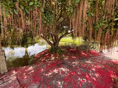 -中国科学院西双版纳热带植物园