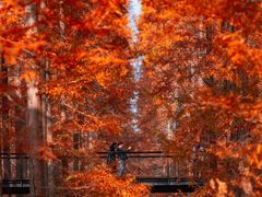 -黄海国家森林公园