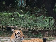 -深圳野生动物园