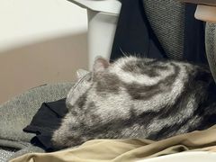 -瑞鹏宠物医院·超声·骨科·奇麟分院(蜀都万达店)