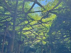 -广西壮族自治区药用植物园