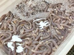 沙虫-蛇口市场
