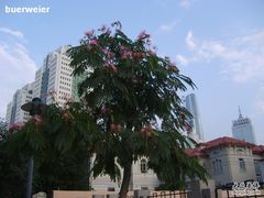 君临大厦周边河北区的环境-君临天下家庭旅馆(意大利风情街店)