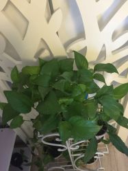 点击看大图 -VON半永久眉学设计