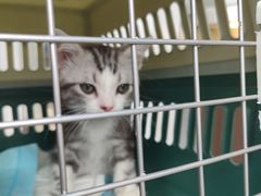 -东方名猫馆·英短金渐层布偶猫舍(环线广场1号楼店)