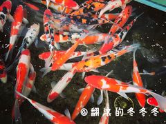 -三圣花乡旅游区