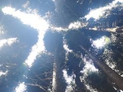 -武陵山森林公园