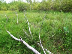 -塞罕坝国家级自然保护区