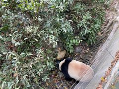 -熊猫谷