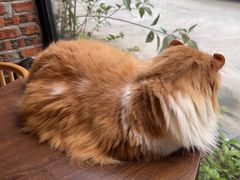 -豆逗聊愈猫阁Easy Life