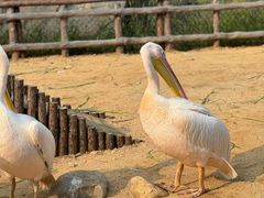 -沈阳森林动物园