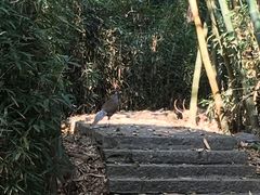 -福建鲤鱼洲酒店