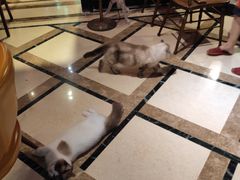-猫色咖啡·猫咖