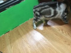 -李小姐の猫咖啡馆(五角场店)