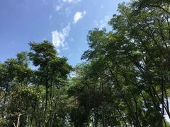 -瓦洛洛传统市场
