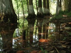 -桤木河湿地公园