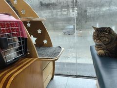 -伟伟宠物医院·瑞派猫友好医院·猫科(光谷店)