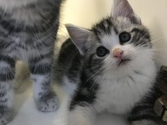 -喵zoo家庭繁育猫舍(尖东智能花园店)