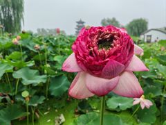 -荷花大观园