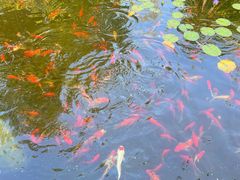 -思念果岭悦温泉